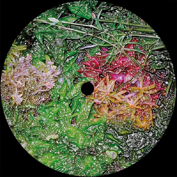 ( YLGR 002 ) AMYGDALA - Solanaceae (12") YLGR Recordings